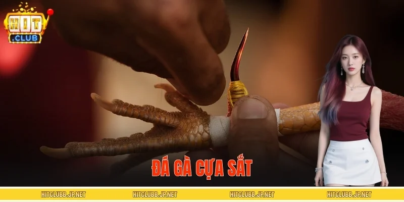 Đá Gà Cựa Sắt HITCLUB - Theo Dõi Trực Tiếp, Chốt Kèo Nhanh